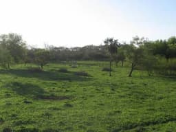 Comprar Terreno Luque Compañia Tarymandy